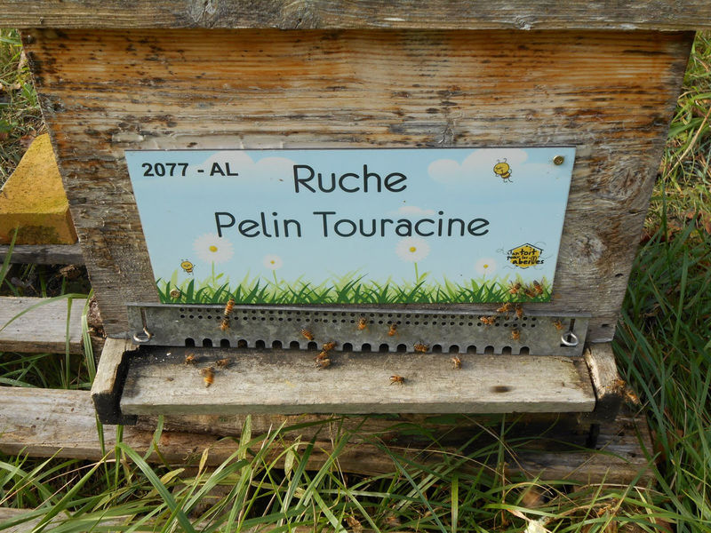 La ruche Pelin Touracine